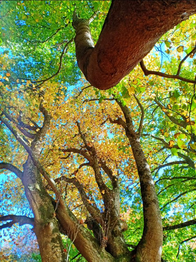 一树山,我的精神家园