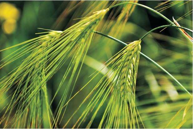 青稞到底有没有食用价值？世界各国是这样说的