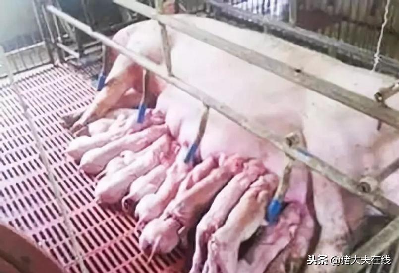 根据母猪胎衣情况看猪病,根据母猪胎衣诊断猪病