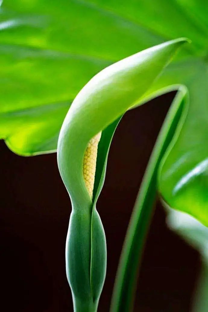 滴水观音为什么会滴水的详细介绍,关于滴水观音的知识