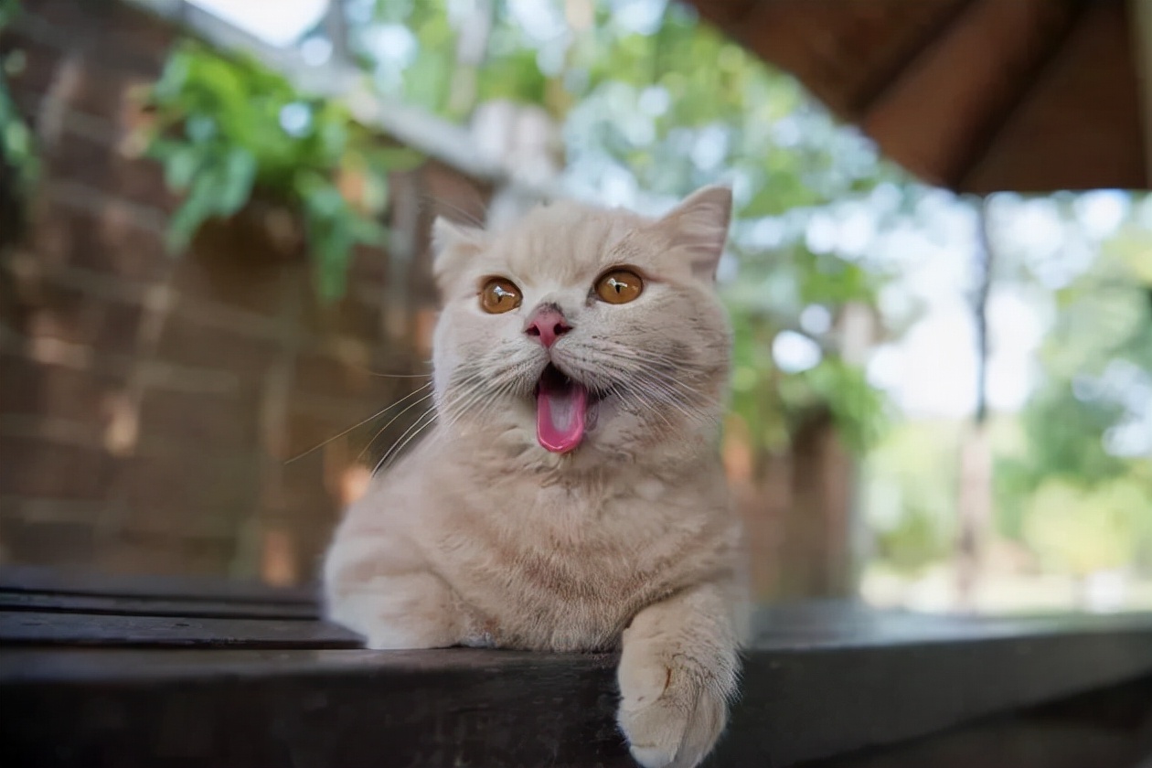 几个技巧去除猫咪身上的臭味,用什么方法可以让猫咪吐出虫子