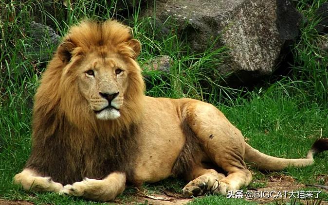 古人记载老虎和狮子哪个更猛,关于老虎和狮子真实记载