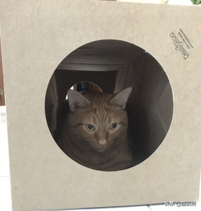 新猫到家不吃不喝怎么办,猫不吃不喝躲在角落