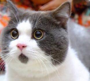 英国短毛猫究竟有多少种颜色,英国短毛猫十种受欢迎的毛色