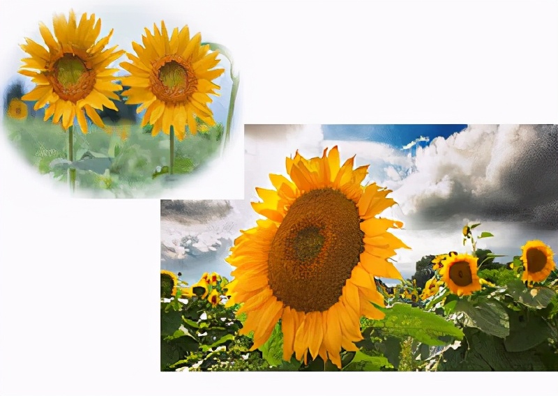 世界各国的国花和国树是什么,世界各国国花大开眼界美到爆