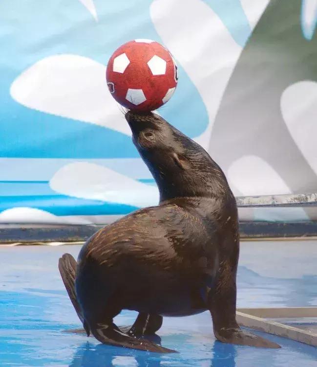 南京动物海洋馆,海洋动物主题公园