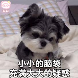 给狗狗取名字会影响它的性格吗,怎么给狗狗起名字才会听话