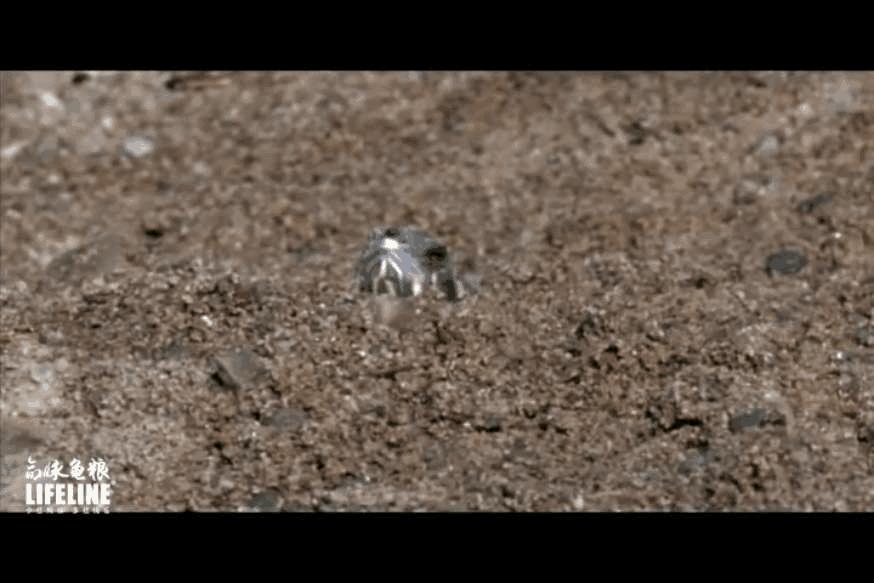 东部锦龟智商排名,红腹东部锦龟