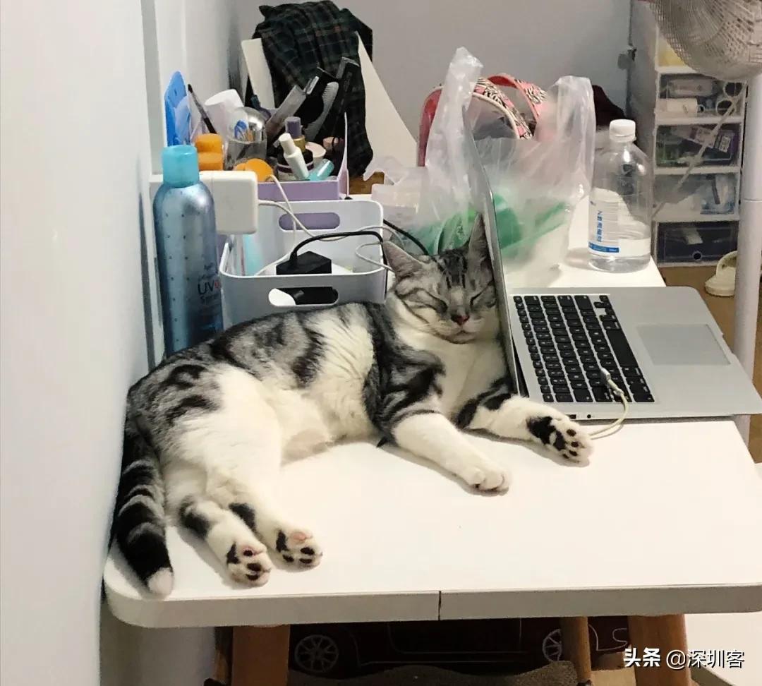 何以解忧唯有撸猫头像,何以解忧唯有撸狗