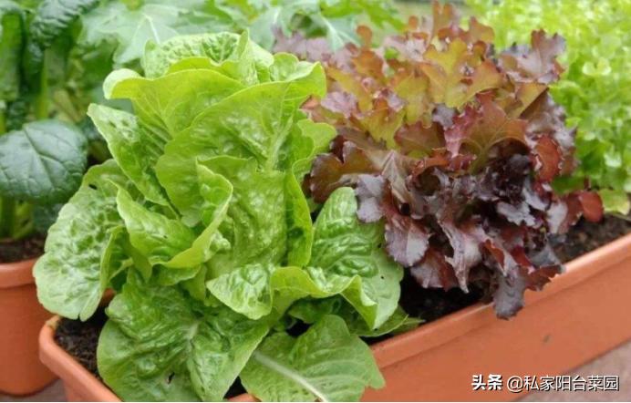 生菜叶子的家常做法,生菜叶子教程