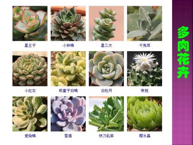 花卉大全500种观叶植物名称,1332种常见花卉植物图谱