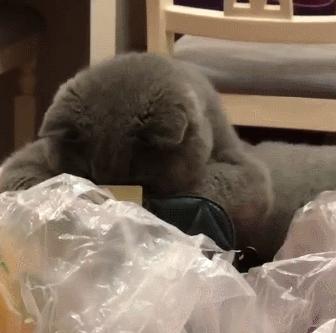 英国短蓝猫好养吗,千万别养蓝猫