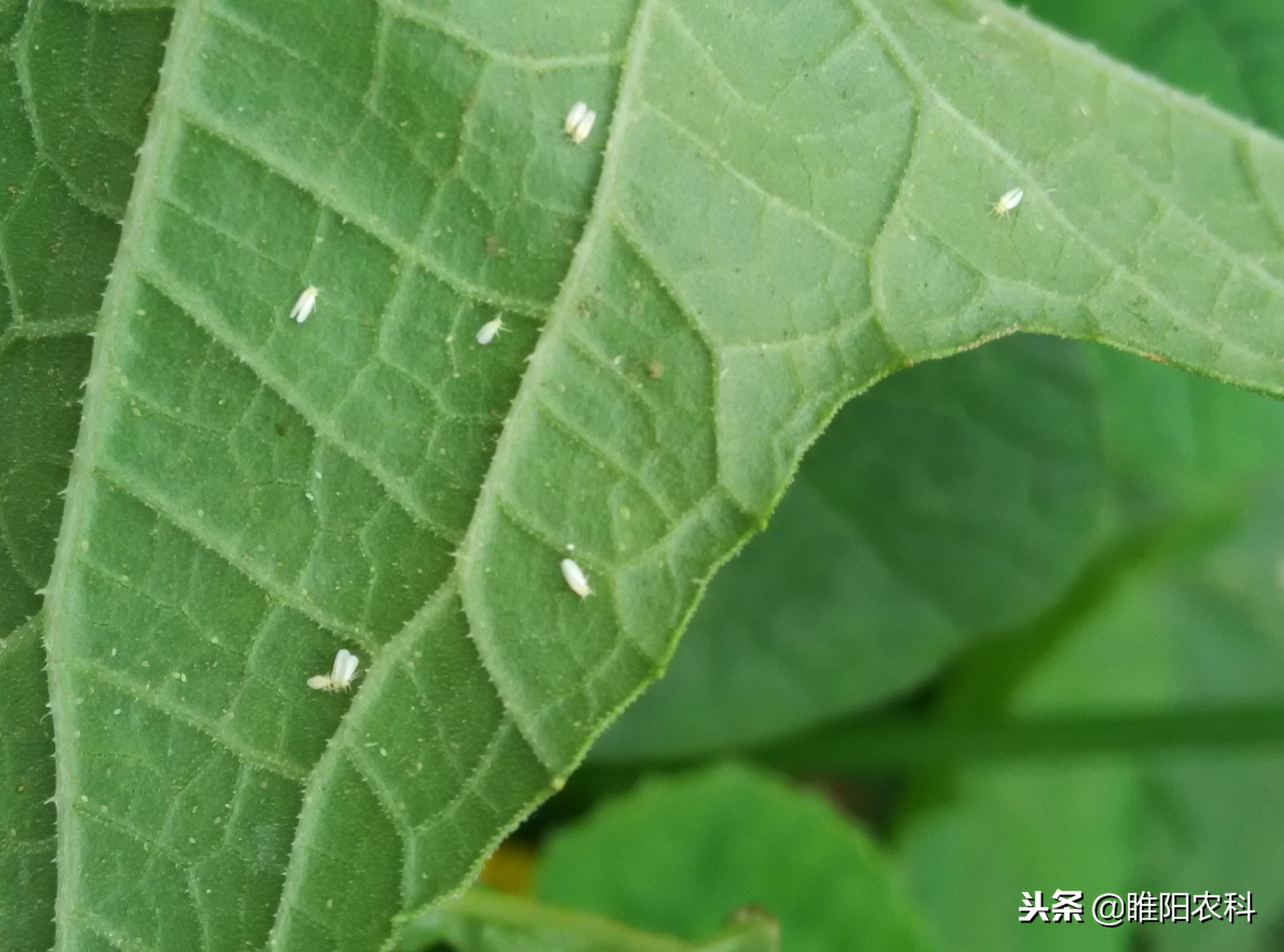 康宽防治玉米田害虫怎么样,农药康宽对什么害虫有效