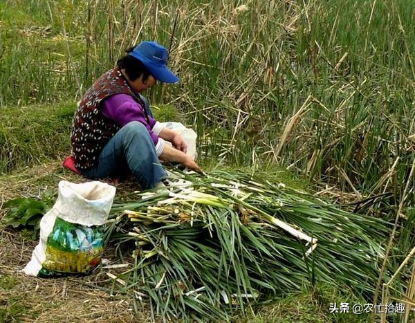 水蜡烛根茎,水蜡烛的根茎
