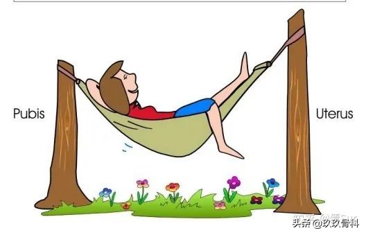 盆底肌有多重要这3点你应该知道,了解脏器功能
