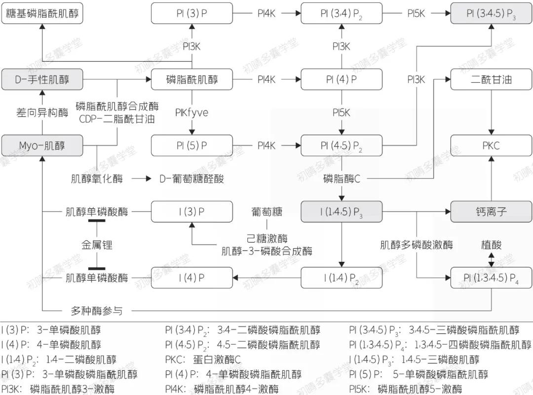 没有多囊但是也没有优势卵泡,没有多囊能吃肌醇胆碱吗