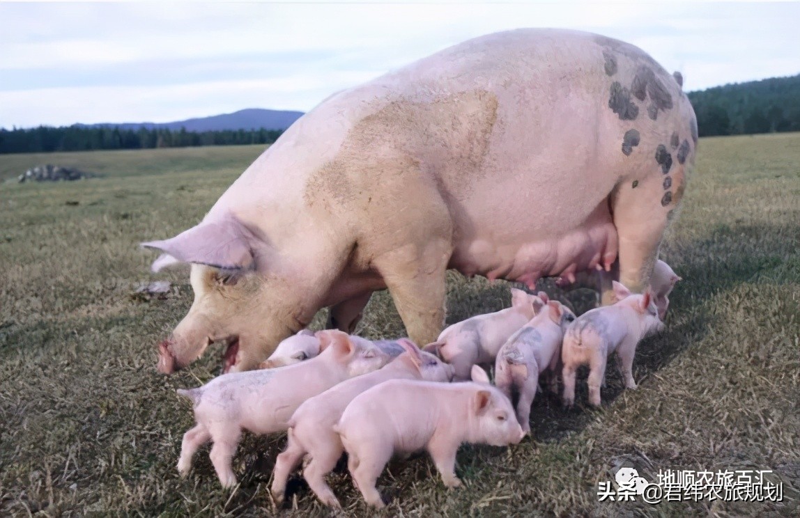 农村现代化小型养猪场平面设计图,标准养猪场规划设计