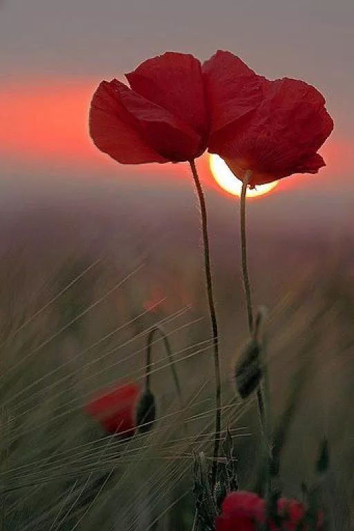 春天诗歌,春天到了的现代诗歌