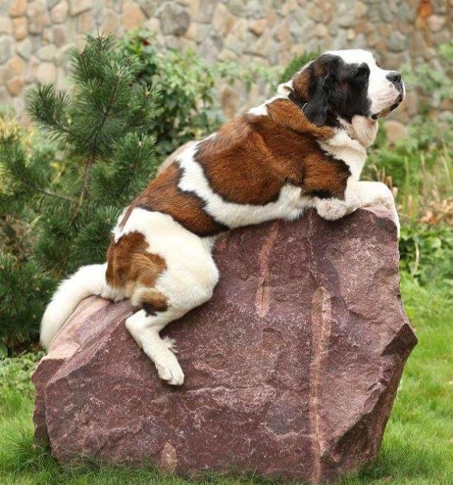 圣伯纳犬是雪山救援犬么,雪山救援犬圣伯纳报价