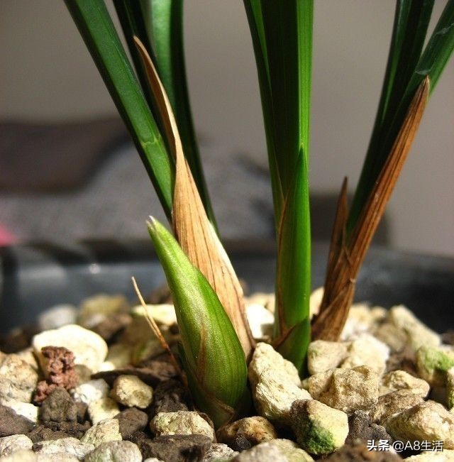 每日一品中国兰花图片,每日一品全文