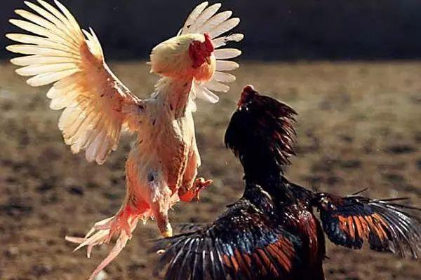 斗鸡怎么训练,斗鸡怎么训练最能打视频