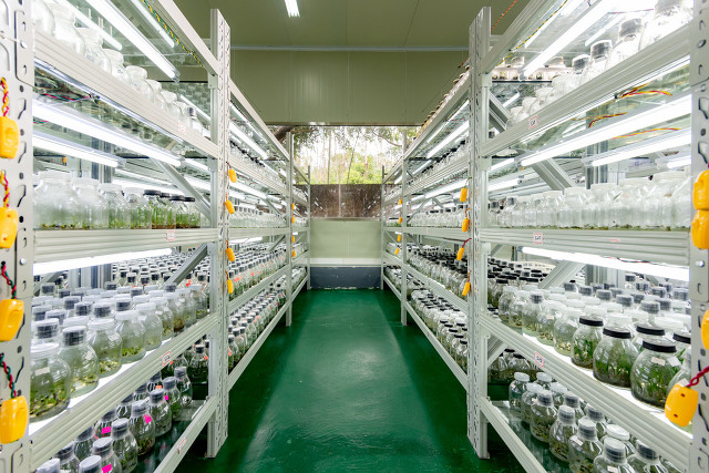 香蕉苗可以种植吗,香蕉苗可以直接种吗