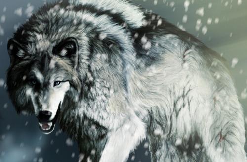 荒野的呼唤持续奔跑,荒野的呼唤珍稀物种