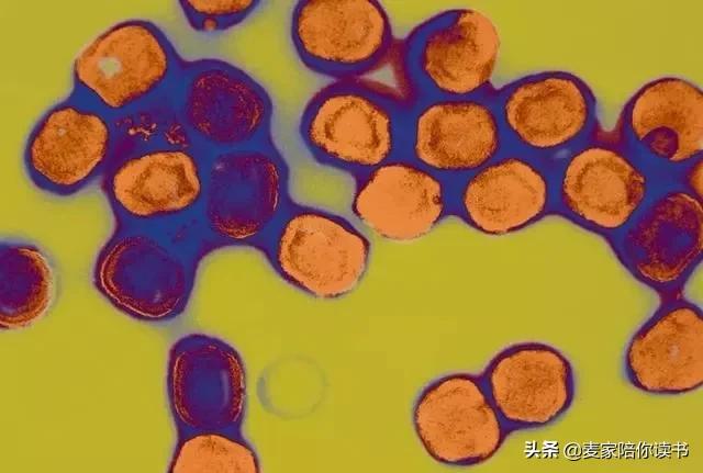 人类的记忆力是最厉害的吗,人类的记忆会随着时间变短