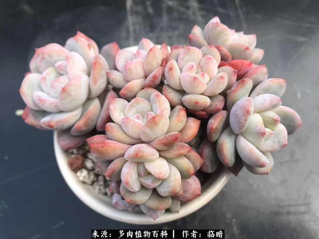 多肉带给我的感情,多肉给人们带什么作用