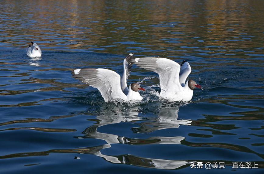 西伯利亚海鸥回到泸沽湖,西伯利亚海鸥泸沽湖