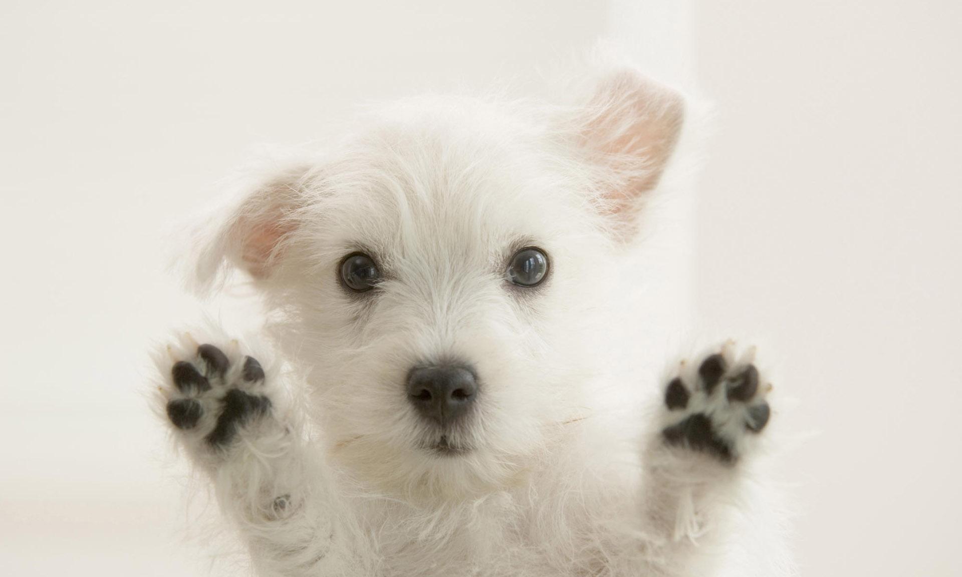 家里狗掉毛难闻是什么病,狗狗身体发臭什么原因