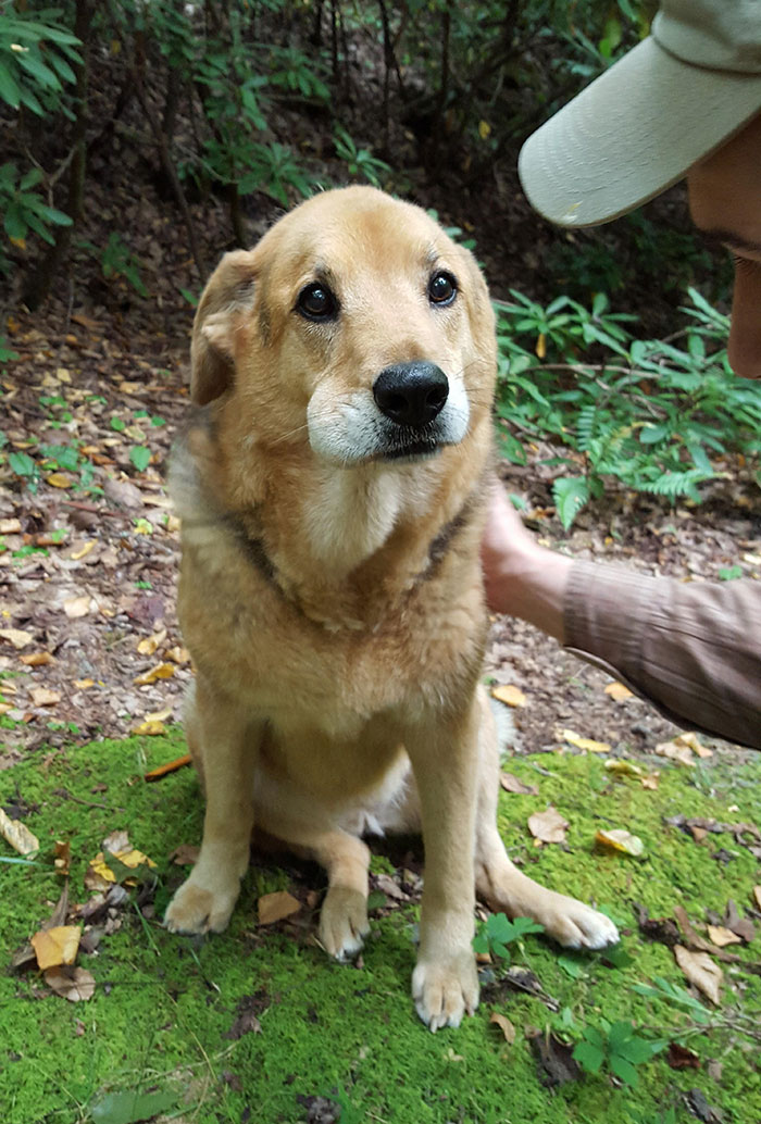 狗狗被蜜蜂蛰成双下巴,狗狗被蜜蜂蛰委屈的脸