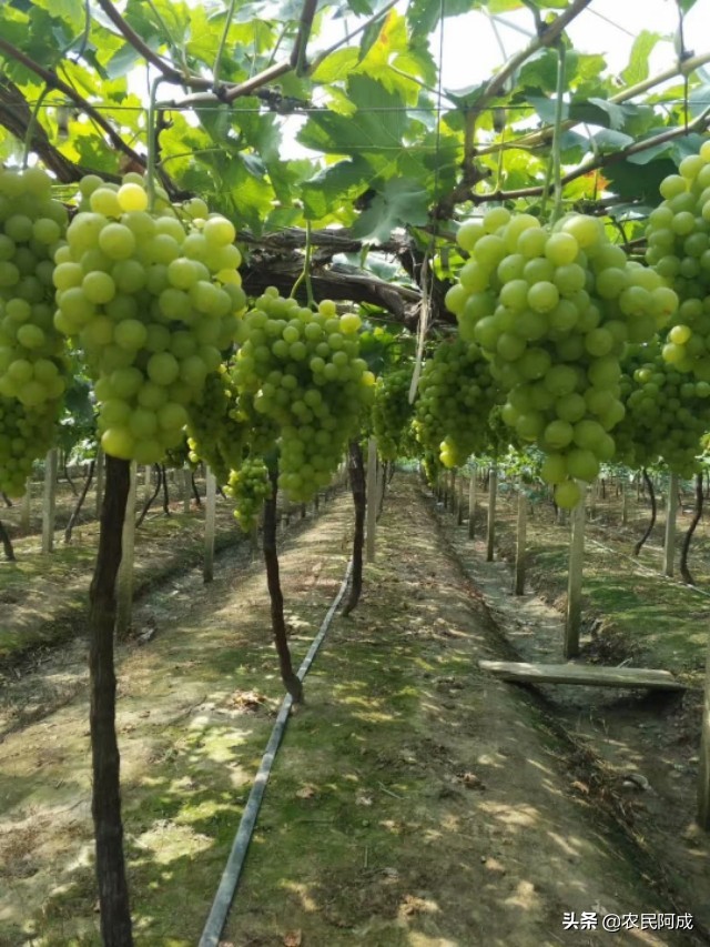 澳洲无核葡萄种植前景,葡萄种植前景与效益分析报告