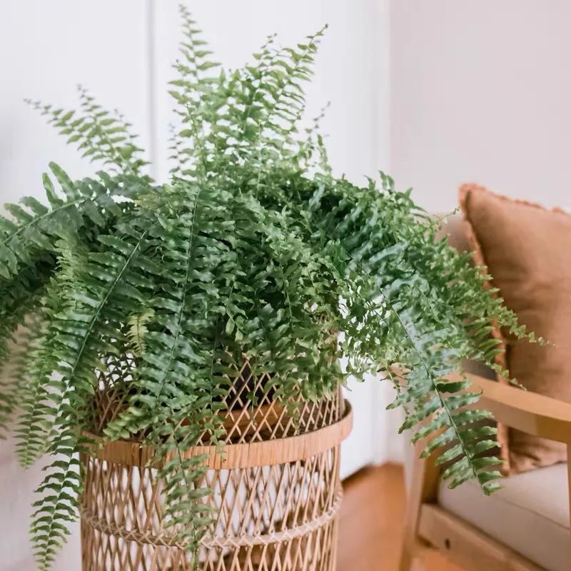 波士顿蕨室内怎么养,波斯顿蕨适合放室内什么位置