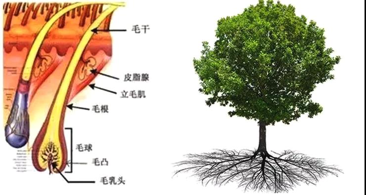 掉下的头发根部有小白点怎么办,掉的头发发根有小白粒是怎么回事
