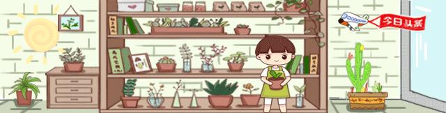 君子兰根部长了小虫怎么办,君子兰死了根部冒出小芽怎么办