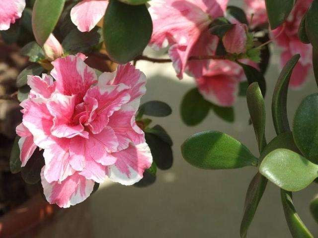 杜鹃花怎么养不长虫,杜鹃花怎么养才不掉枝呢