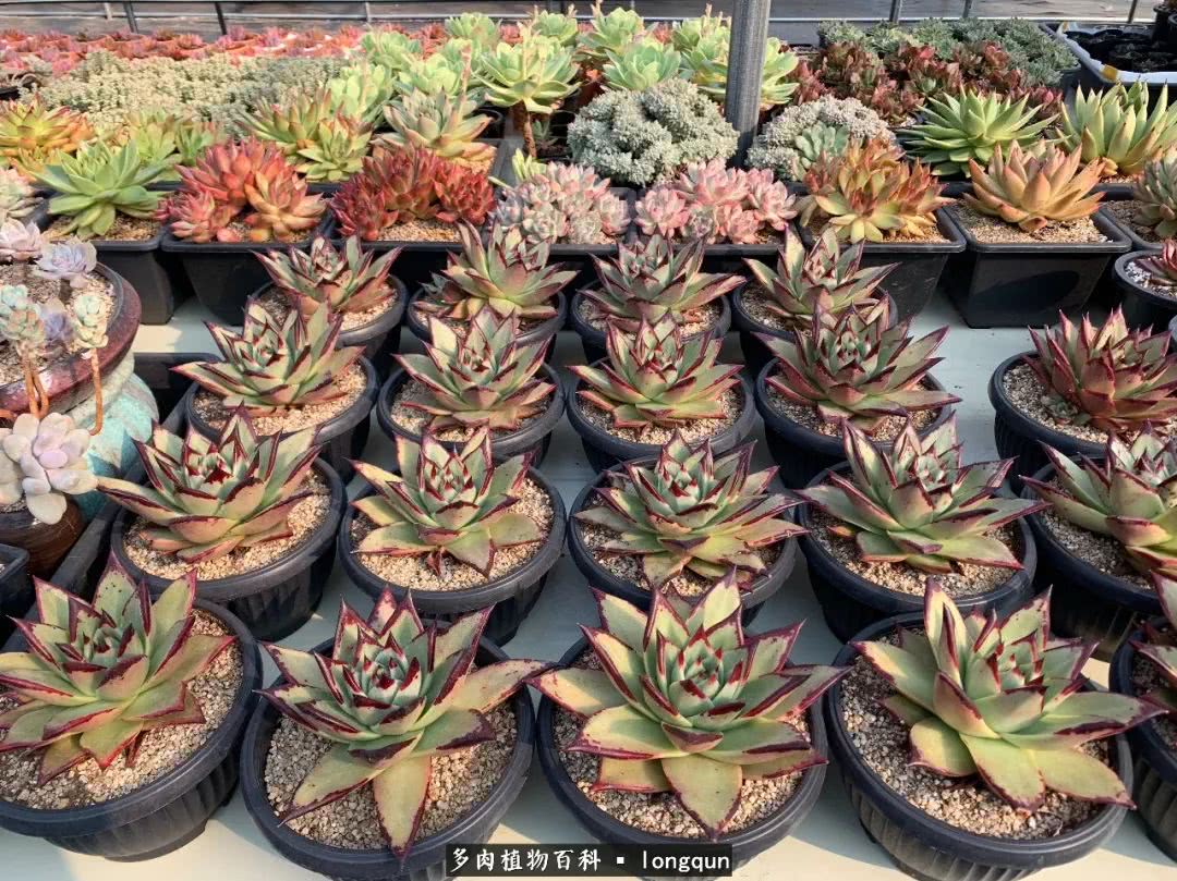 探访韩国肉锥大棚,记一次走访纪录片