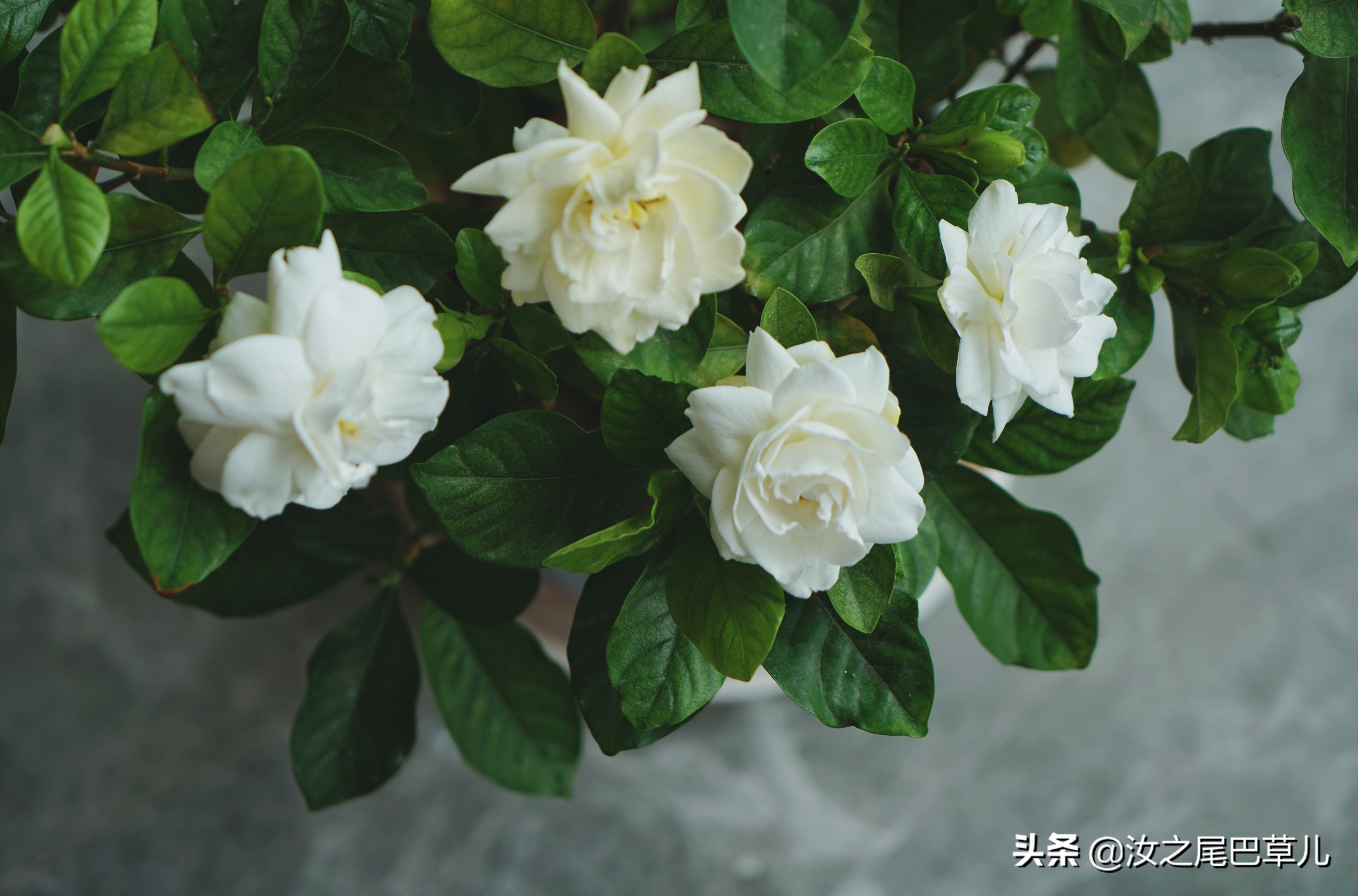 栀子花生了好多小黑虫怎么治,栀子花朵里面有小黑虫