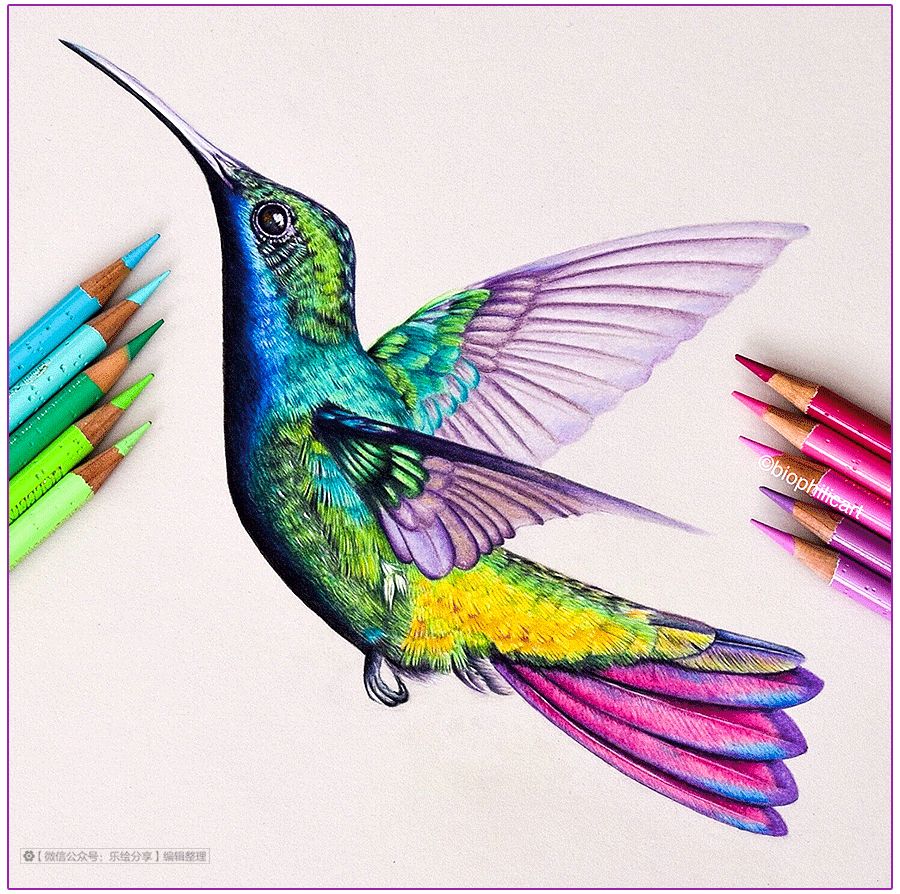 圆形牛皮纸彩铅画花鸟,彩铅画绿藤花鸟图片大全