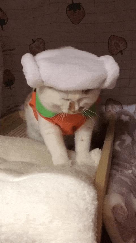 可可爱爱的猫狗,可可爱爱的流浪猫咪