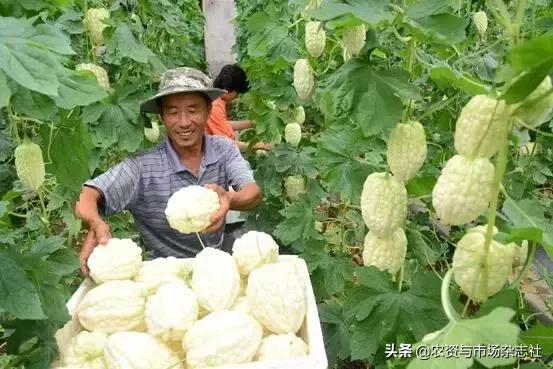 农业怎么种才能赚钱,谁说农业是暴利行业