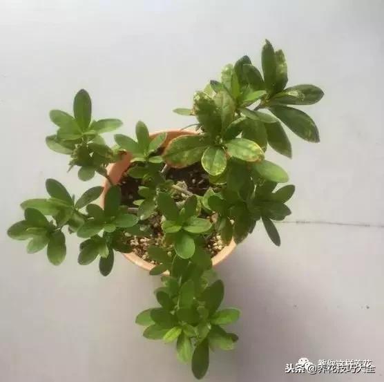 杜鹃花死了能活多久,快死的杜鹃花还能救活吗