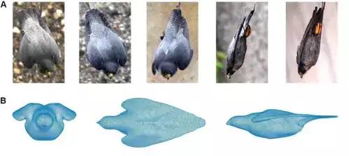 新加坡市中心天降猛禽,窗前生吃鸽子