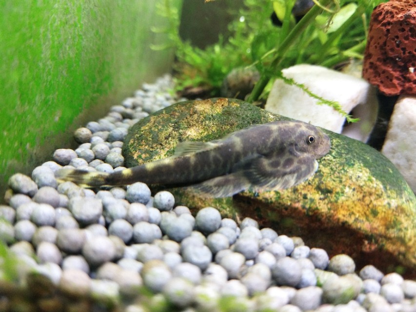 原生鱼吃什么,原生鱼吃什么最容易长大