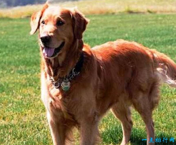 世界十大名犬排名及图片,关于全世界十大名犬排行榜