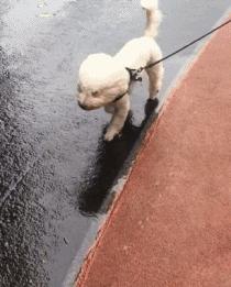 台风天遛狗太不友好了,台风天出门遛狗