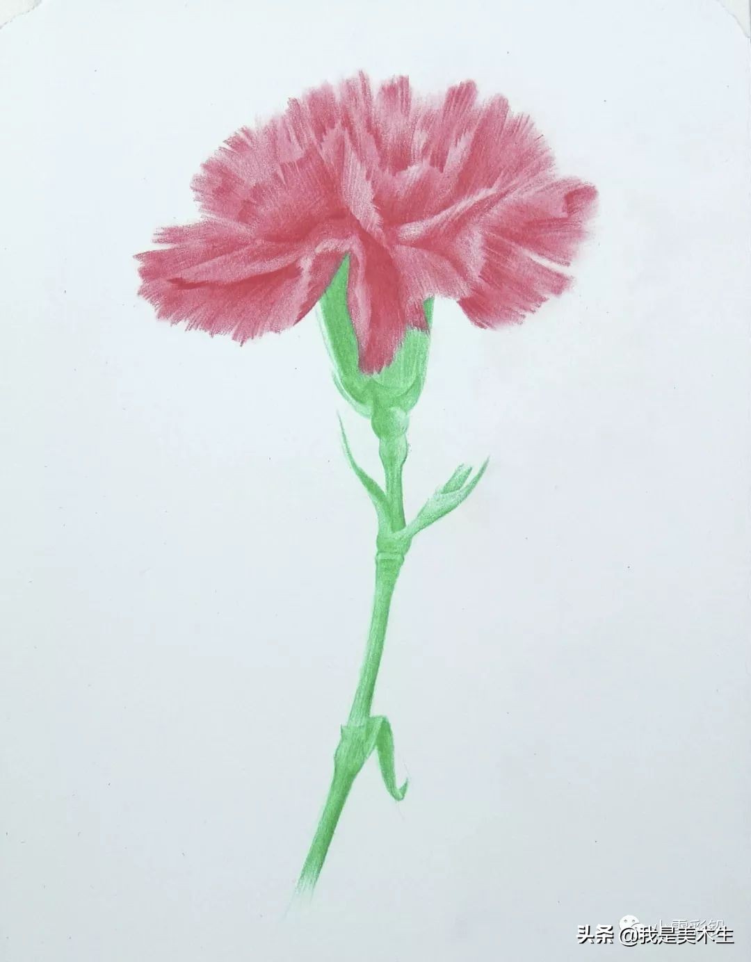 怎么画一束美丽的彩铅康乃馨,怎么用彩铅给纸做康乃馨上色