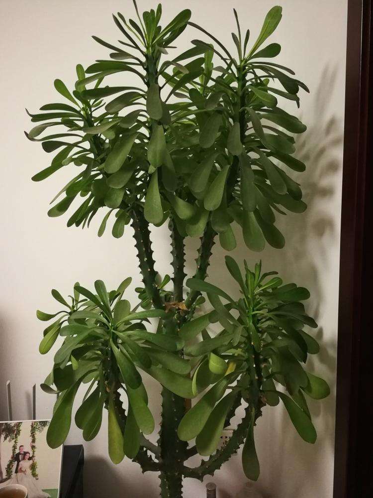 13种有毒的盆栽花卉有哪些,十种有毒的花卉有哪些