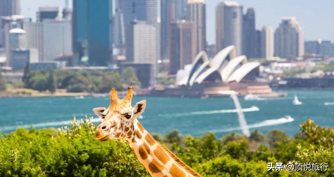 为什么澳大利亚被叫做土澳,为什么澳大利亚被称为土澳